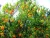 Import 2016 Natural pollution-free Fresh Orange Fruits Mandarin Orange Citrus Quince Fruits from China