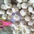 Import 2018 big sale for garlic in jining greenfarm from China