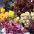 Import 2020 new product dry peony flower from Kunming China from China