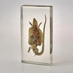 Animal and plants specimen teaching Resources marine organism crystal embedded sample