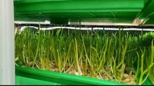 Animal Feeding Machine / hydroponics barley fodder feed growing machine/feeding system