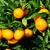 Import BEST PRICE FOR WHOLESALE EXPORT 100% FRESH NATURAL SWEET MANDARIN ORANGEFROM VIETNAM TYPE 2 from China