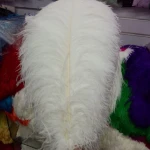 Best price natural ostrich plumes, decorative ostrich feathers wholesale