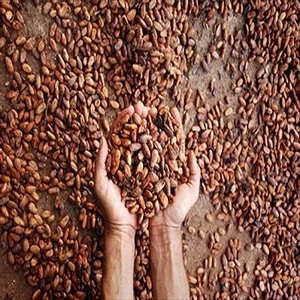 Cacao Beans ,Dried Criollo Cocoa Beans ,Organic Roasted Cacao Beans