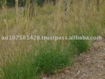 Callide Rhodes Grass Seed
