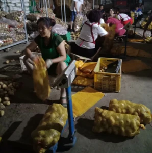 China hot sale fresh potato all year supply