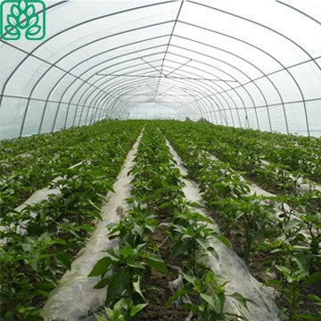 China Large Size Low Cost Plastic film greenhouse