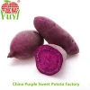 Chinese fresh sweet potato/high quality sweet potato/delicious sweet potato