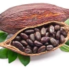 Cocoa Beans Organic Nacional Fino de Aroma Dry Nibs from Ecuador