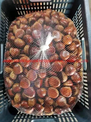 Crop Organic 2023 New Crop Organic Fresh Chestnuts and Nuts Exported to USA and First Quality Foods Raw Chestnuts