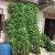 Import Customized Fake Green Bamboo Poles Plastic Leaves Artificial Plants for garden Outdoor Indoor Decoration from China