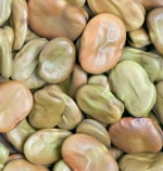 Dried Broad Beans,Faba beans High Quality broad beans