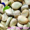Dried Fava/ Faba Beans/ Broad Beans