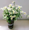 Elegant home small clear plastic vases for centerpieces