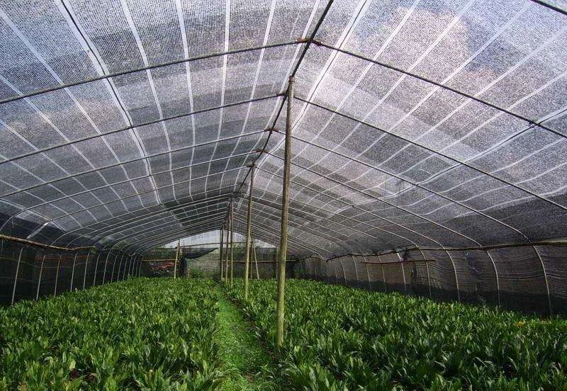 Factory Greenhouse Mesh Nets Plastic Protect Plant agro shade net price