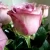 Import Factory supply long stem fresh roses fresh cut flower from China