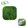 Factory Supply Plant Dried Rosemary Leaves Extract with High Quality
