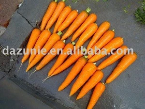 Farm New Fresh Carrot