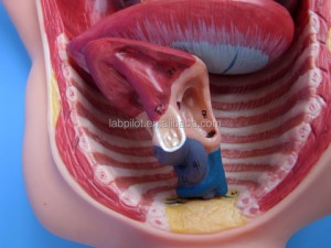 Fetus Anatomical Model with removable Heart and Umbilical Cord, Blood Circulation Model