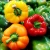 Import FRESH BELL PEPPER VIETNAM +84 914 917 599 from China