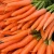 Import Fresh bulk carrot export from Vietnam +84 963 974 095 from Vietnam