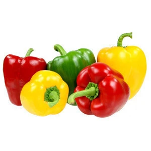Fresh capsicum pepper multiple colour from Egypt