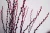 Import Fresh cut branchy for home decoration salix argyracea from China