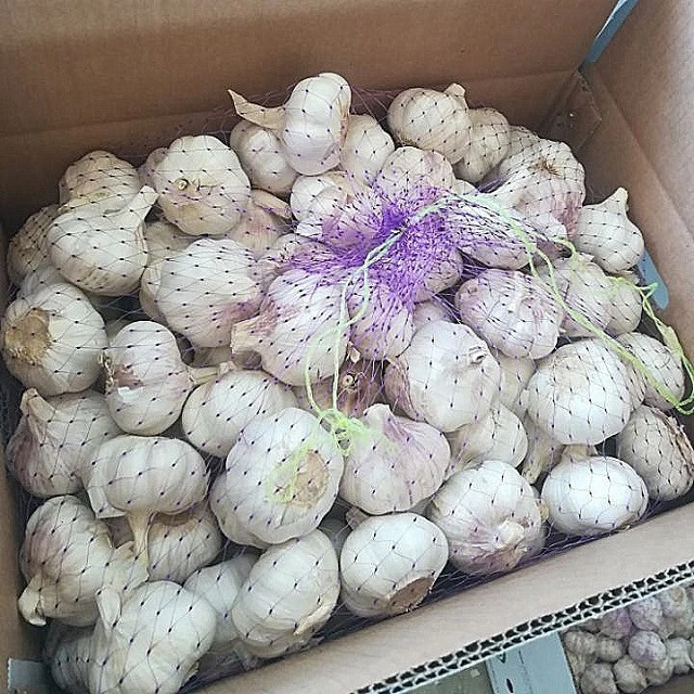 Fresh Garlic 10kg