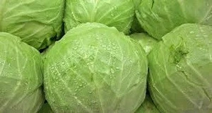 Fresh green cabbage from new crop for export standard