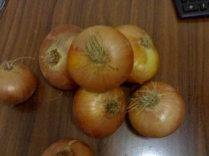 Fresh Onion, Grade A (Red- Yellow)