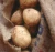 Import Fresh  Potato from Canada