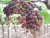 Import Fresh Red Globe Grapes from Egypt