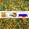 Fresh Tangerine price/Wholesale nanfeng baby orange/Mandarin orange price