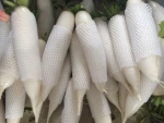 Fresh white radish