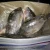 Import Frozen Tilapia Fish Supplier Chinese Factory from China