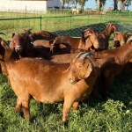 Full Blood Boer Goats/Live Sheep/Cattle/Lambs for sale