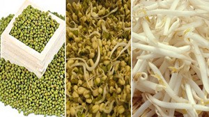 GREEN MUNG BEAN HARVESTER LOOKING FOR GREEN MUNG BEAN IMPORTERS OF CANNED PICKLED GREEN_MUNG_BEANS
