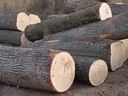 hardwood timber , Pine logs, walnut logs for sale
