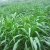 Import High Grade Sorghum Sudan Grass Seeds Sorghum Hybrid sudan grass Seeds For Cultivartion from China