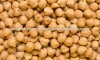 High Quality and Best Selling Chickpeas