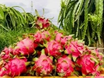 High Quality Competitive Price Fresh Sweet Dragon Fruit From Farm In Vietnam Contact Now To Get Best Quote