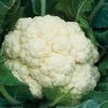 HIGH Quality Fresh Cauliflower Wholesale From Bangladesh