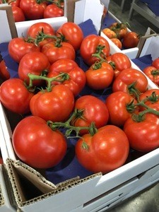 High Quality Fresh Red Tomatoes - Pomodori, Tomaten, Pomidory,  Tomates