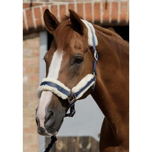 Horse halter Techno Wool Lined Head Collar