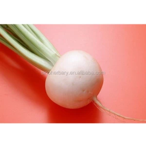 Hot Sale Fresh Vegetable Seed White Cherry Radish Seeds For Cutivate