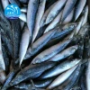 Hot Sale Seafood Frozen Whole Round Pacific Fish Mackerel for Canned food