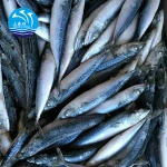 Hot Sale Seafood Frozen Whole Round Pacific Fish Mackerel for Canned food