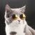 Import Hot sales Pet Accessories Pet Cat Sunglasses Dog Glasses from China