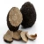 Hot Selling Factory Price  Price Dried Black Truffle Black Summer Truffle Mushrooms
