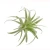 Import Indor decoration mini succulent artificial plant from China